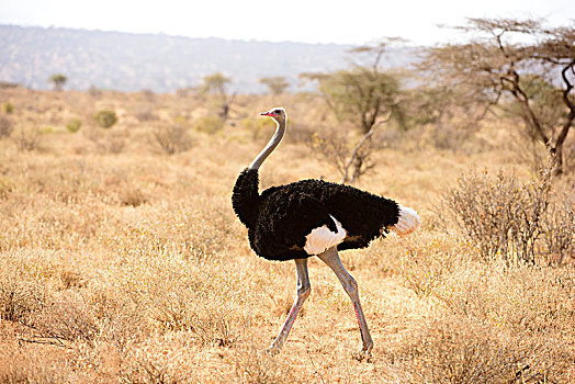 雄性,鸵鸟,鸵鸟属,婚羽,萨布鲁国家公园,肯尼亚
