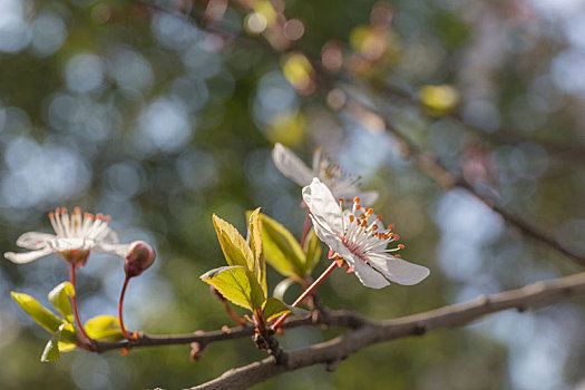 春天,繁花