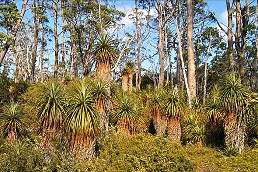 树,木头,奥弗兰,摇篮山,国家公园,塔斯马尼亚,澳大利亚