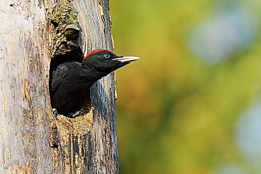 黑啄木鸟,雏鸟,向外看,巢穴,国家公园,波兰,欧洲