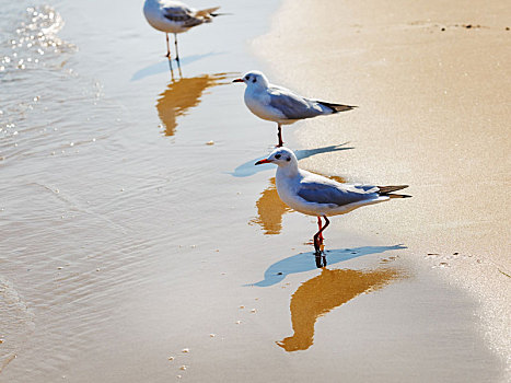 海鸥,海滩