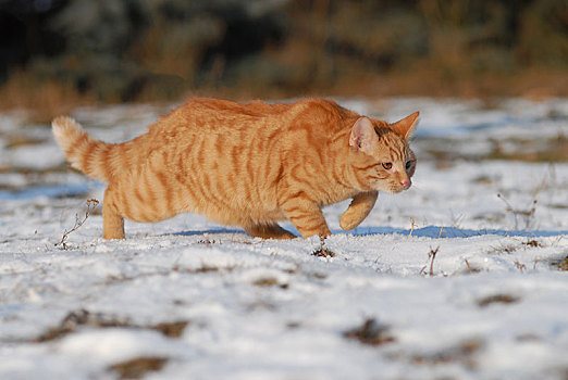 家猫,雄性,猫,红色,鲭,上方,雪,草地,奥地利,欧洲