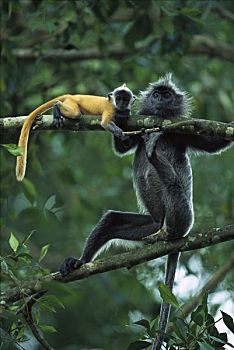 叶子,猴子,成年,女性,幼兽,新生,橙色,灰色,雪兰莪州,马来西亚