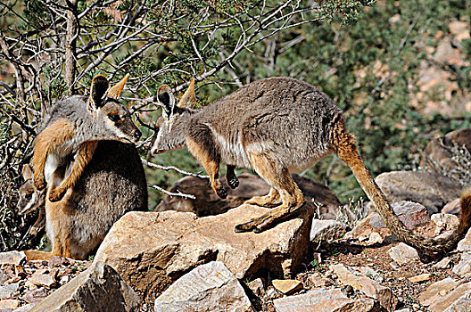 弗林德斯山国家公园,澳洲南部,澳大利亚