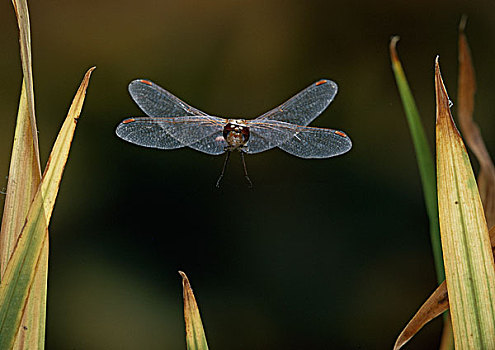 条斑赤蜻,蜻蜓,飞