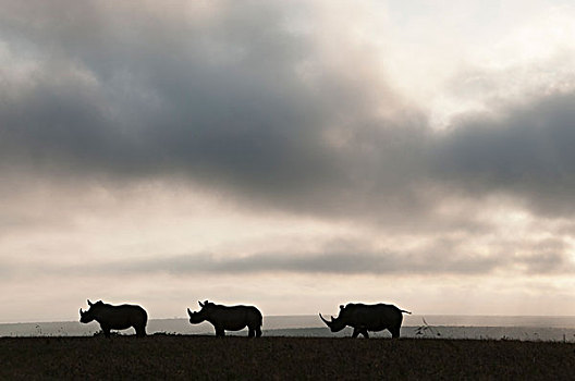 白犀牛,三个,日落,牧场,肯尼亚