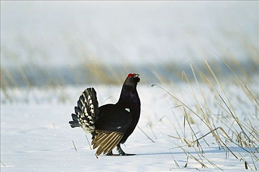 黑琴鸡,松鸡,示爱,雪,地面,瑞典