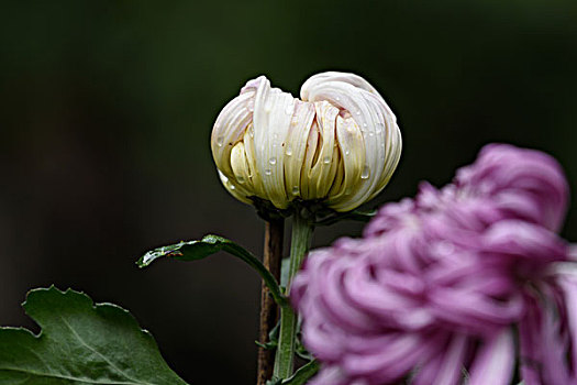 菊花特写