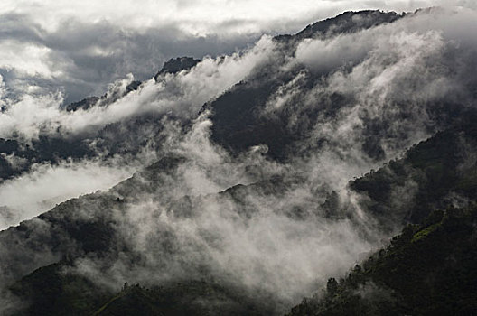 雾林,雾,山谷,西北地区,厄瓜多尔
