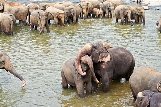大象,拿,沐浴,河