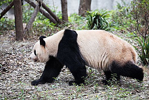 熊猫,公园
