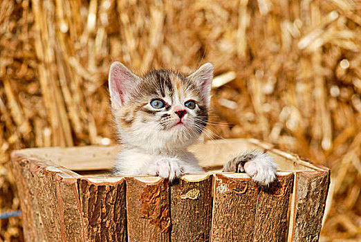 家猫,小猫,木质,盒子,正面,稻草