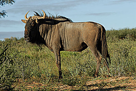 南非,卡拉哈里沙漠,卡拉哈迪大羚羊国家公园,蓝角马,角马