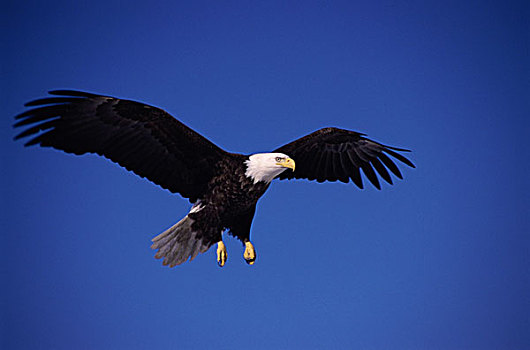 鹰飞天空霸气的图片图片