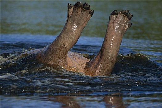 河马,脚趾,水,莫瑞米,野生动植物保护区,博茨瓦纳