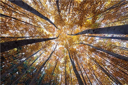 秋日树林,树梢,扭曲,图像,鱼眼镜头
