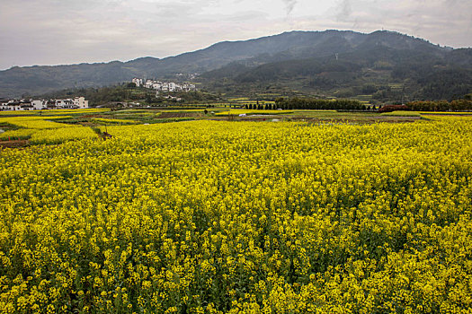 呈坎,安徽,古村落,旅游,景点,水乡,住宅,房子,小桥,拱桥,春天,居民,原生态