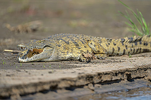 尼罗鳄,躺着,岸边,日光浴,赞比西河,赞比西河下游国家公园,赞比亚,非洲