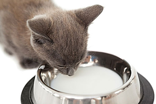 灰色,小猫,喝,向上,牛奶,碗