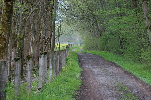 路,森林