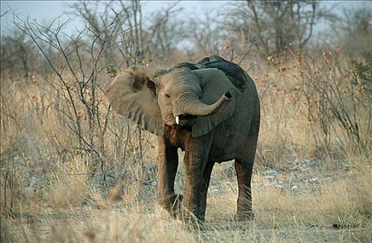非洲象,埃托沙国家公园,纳米比亚