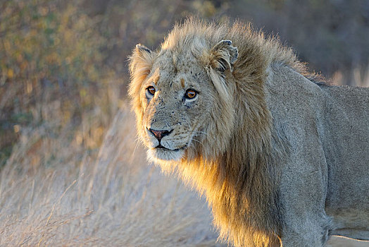 非洲狮,狮子,成年,动物,夜光,克鲁格国家公园,南非,非洲