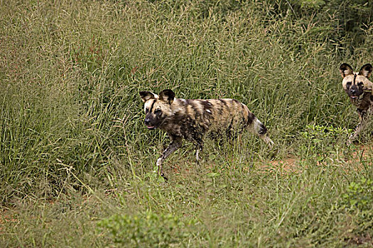 非洲野狗,非洲野犬属,站立,高草,纳米比亚
