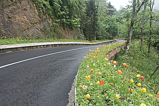 鲜花公路