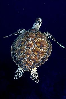 密克罗尼西亚,贝劳,绿海龟,龟类,特写,壳,对比,深蓝,水