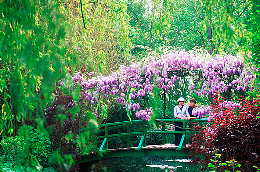 法国,莫奈花园,女人,桥,紫藤,盛开