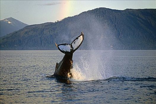驼背鲸,尾部,日落,弗雷德里克湾,东南阿拉斯加,夏天