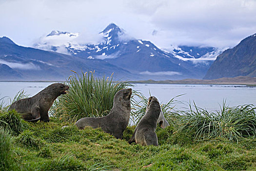 南极软毛海豹,毛海狮,草,湾,南乔治亚,南极
