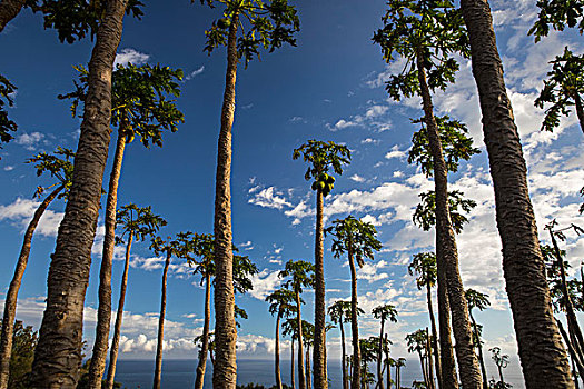 棕榈树,印度洋,留尼汪岛