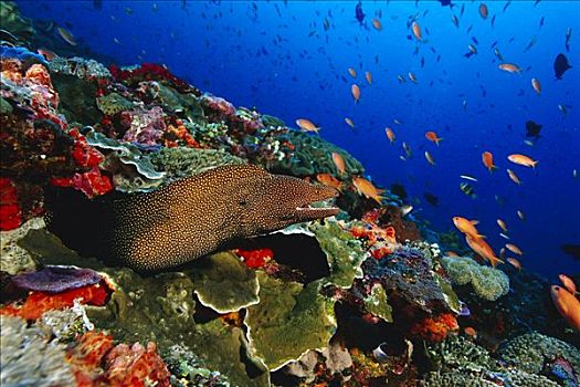 海鳗,珊瑚礁,巴厘岛,印度尼西亚