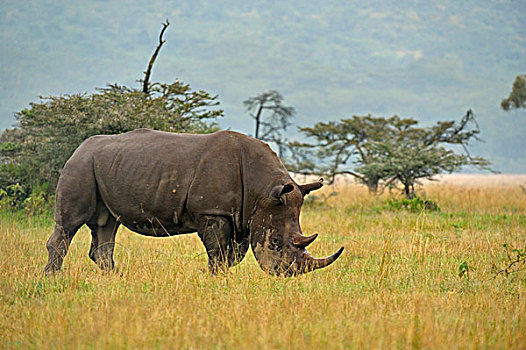 白犀牛,白犀,纳库鲁湖国家公园,肯尼亚,非洲