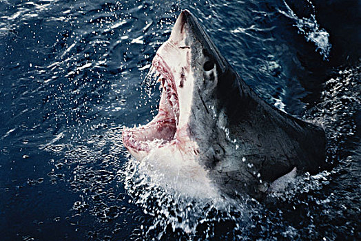 南非,鲨鱼,张嘴,大幅,尺寸