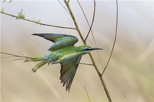 食蜂鸟,国家公园,赞比亚
