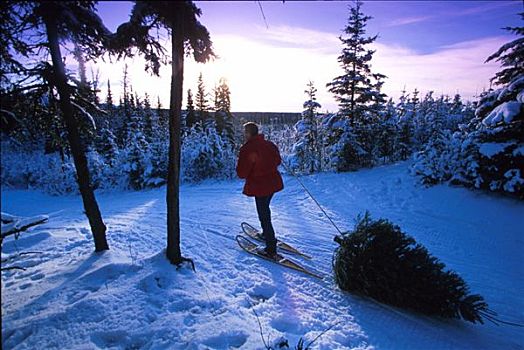 男人,雪鞋,拖拉,圣诞树,阿拉斯加