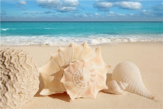 海螺壳,海星,热带,沙子,青绿色,加勒比