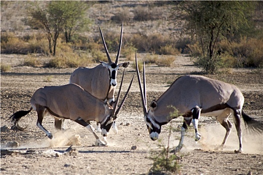 南非大羚羊,争斗