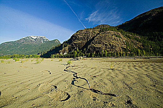 脚印,波纹,沙子,帮助,化妆,麋鹿,温哥华岛,不列颠哥伦比亚省,加拿大