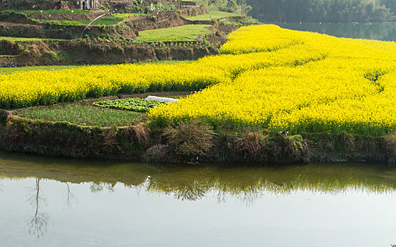 汉中油菜花