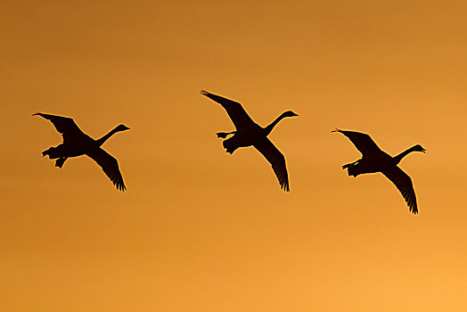 大天鹅,天鹅,三只鸟,飞行,日落,剑桥郡,英格兰,英国,欧洲