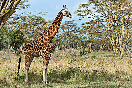 长颈鹿,纳库鲁湖国家公园,肯尼亚,非洲