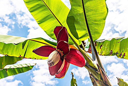 香蕉树,花,香蕉花,香蕉叶,香蕉,种植园,泰国,亚洲