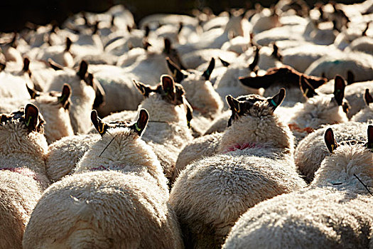 羊群,宽,后背,粗厚,一起