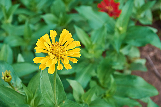 夏日里的野菊花