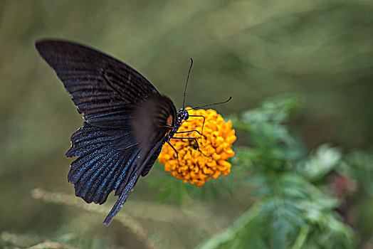 黑蝴蝶和花
