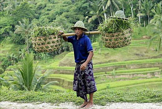 工作,篮子,杂草,稻米梯田,背景,巴厘岛,印度尼西亚