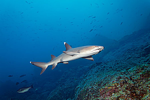灰三齿鲨,鲎鲛,游动,上方,礁石,岛屿,哥斯达黎加,北美